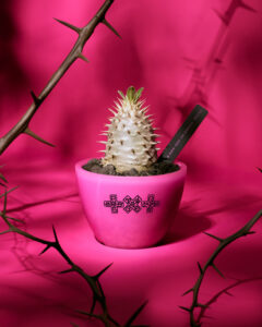TXT pop-up limited cactus & pot set